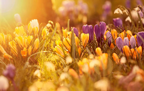 istock Crocus flowers in the sunshine 535446354