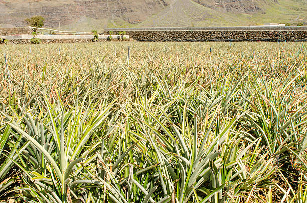 istock Pineapple plantation, El Hierro island. 535446790