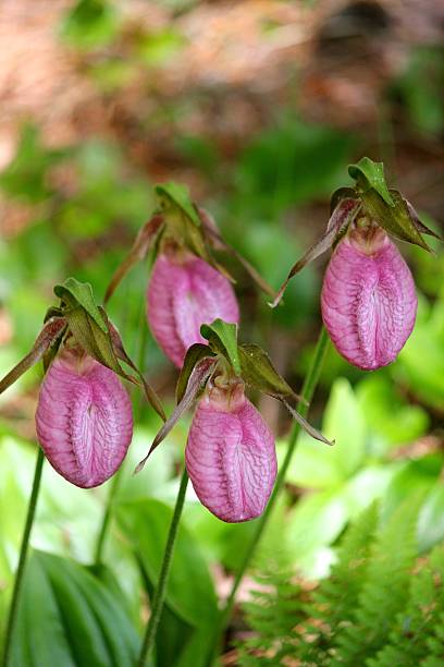 istock Four pink lady slippers 535446878