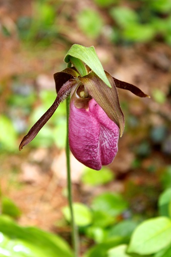 Close up of pink lady slipper