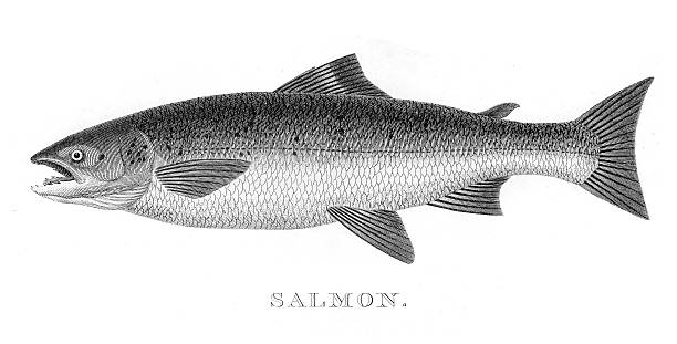 Salmon engraving 1812 RURAL SPORTS salmon animal illustrations stock illustrations