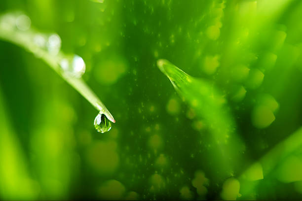 nature background with drop stock photo