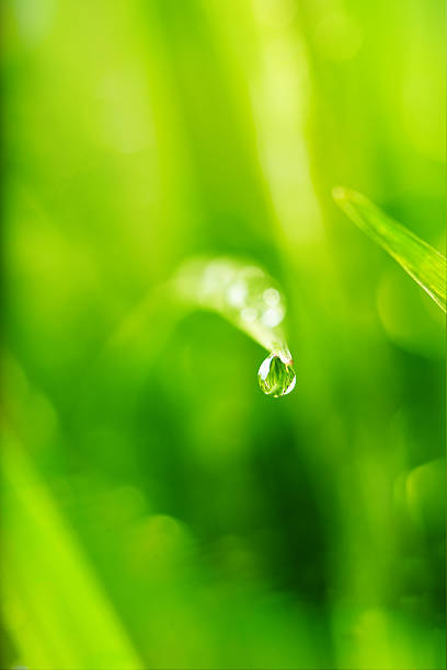 nature background with drop stock photo