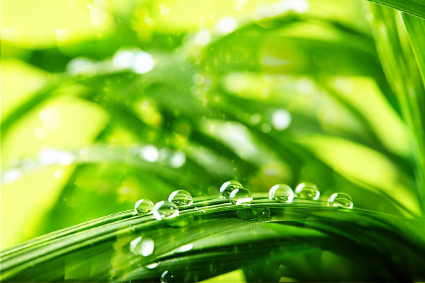 Green grass with water drops stock photo