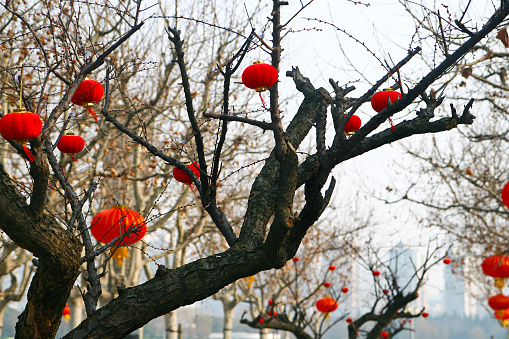 Photo of traditional chinese red lanterns hanging from trees in a park in Shanghai (China) for Spring Festival