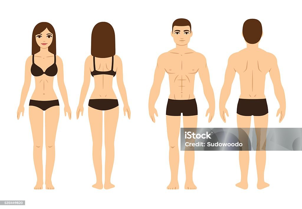 Male and female body Male and female body, front and back. Isolated vector illustration. Body Building stock vector