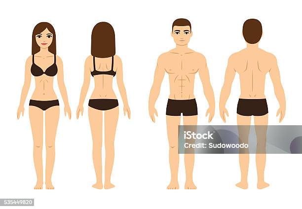 Male And Female Body Stock Illustration - Download Image Now - Body Building, Couple - Relationship, Scale