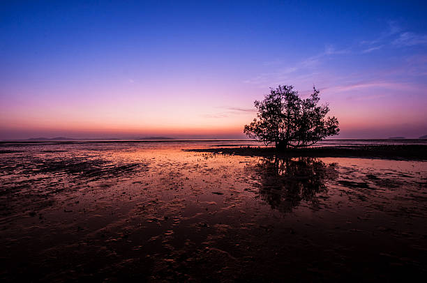 istock Silhouette and reflection of threes at sunrise 535450482