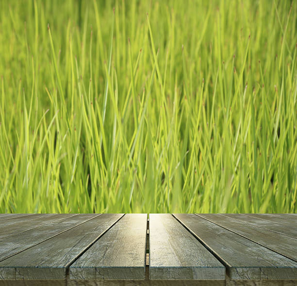 istock Wood Texture and Green rice field 535451458
