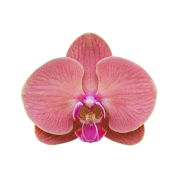 istock Pink orchid isolated on white 535451599