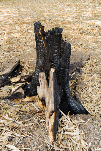 Stumps burnt trees after a fire .