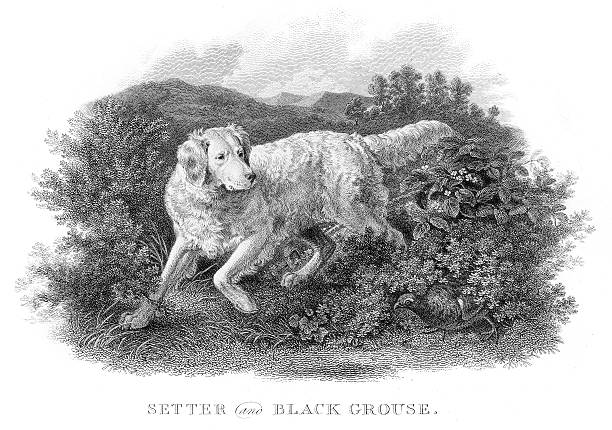 illustrations, cliparts, dessins animés et icônes de setter et grouse gravure en 1812 - tétraoninés