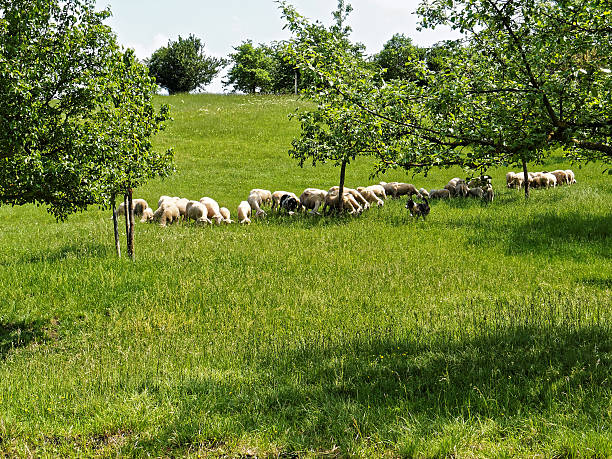 Sheep eat grass on a green pasture. Countryside life. Natural nutrition