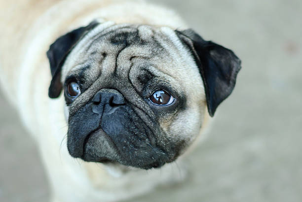istock good-looking domestic curious dog 535452968