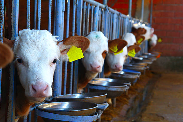Cow, calf stock photo