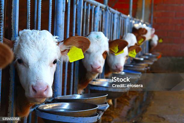 Cow Calf Stock Photo - Download Image Now - Domestic Cattle, Calf, Feeding