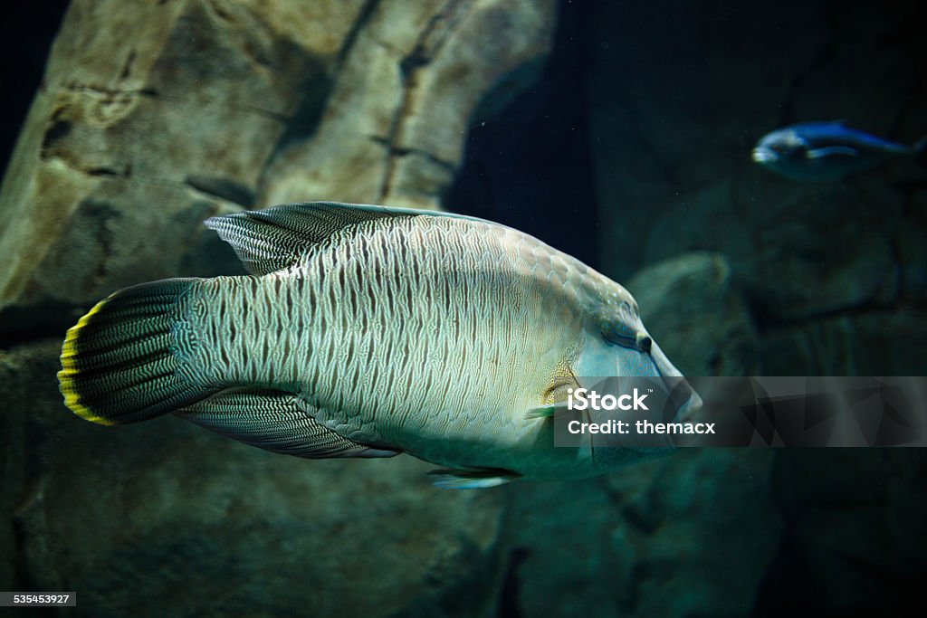 Grouper in tropical sea Grouper in tropical sea. 2015 Stock Photo