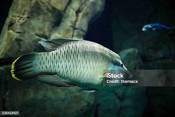 Grouper In Tropical Sea Stock Photo - Download Image Now - 2015, Animal, Aquarium