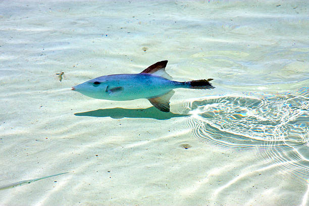 little fish   isla         in mexico froath and little fish   isla contoy    in mexico froath and    foam  the sea drop sunny day  wave contoy island stock pictures, royalty-free photos & images