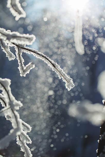istock Abstract View of Winter Snow on Tree Branches 535454717