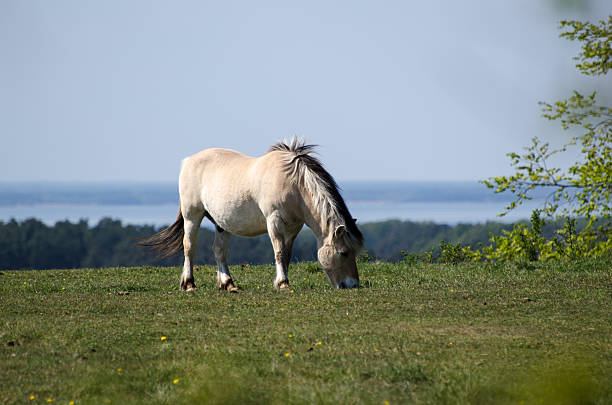 Grazing fjord horse at a hill at springtime