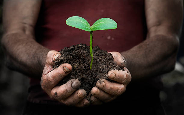 istock workers hands with a handful of peasant land 535455372