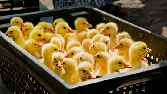 Close-up of yellow ducklings sitting in black box
