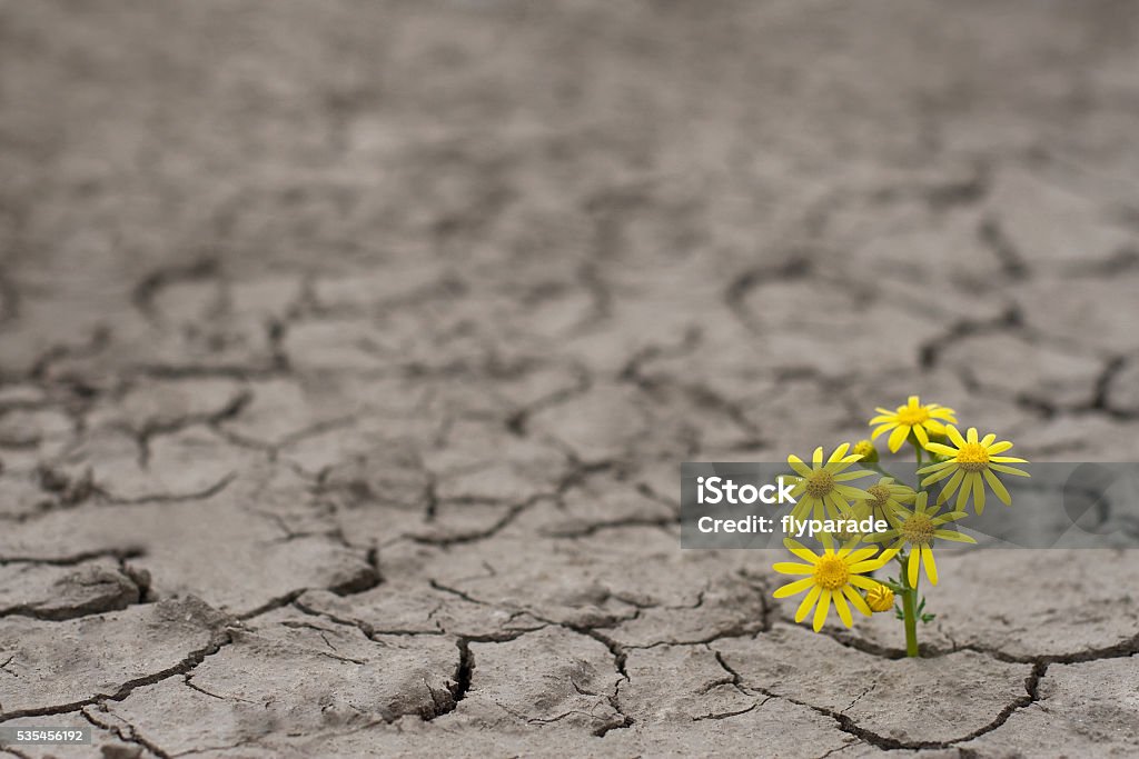 Life in extreme conditions Horizontal side view of a lonely yellow flower growing on dried cracked soil Flower Stock Photo