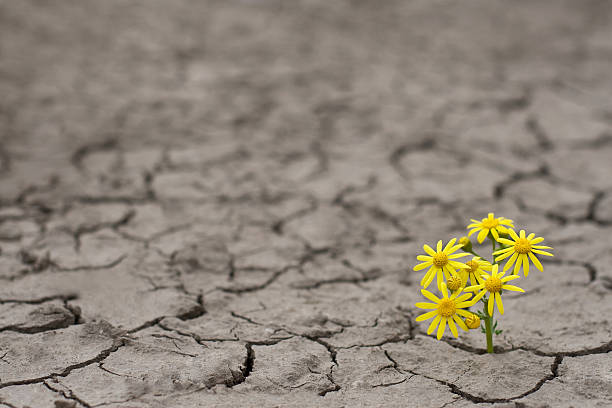 Life in extreme conditions Horizontal side view of a lonely yellow flower growing on dried cracked soil endurance stock pictures, royalty-free photos & images