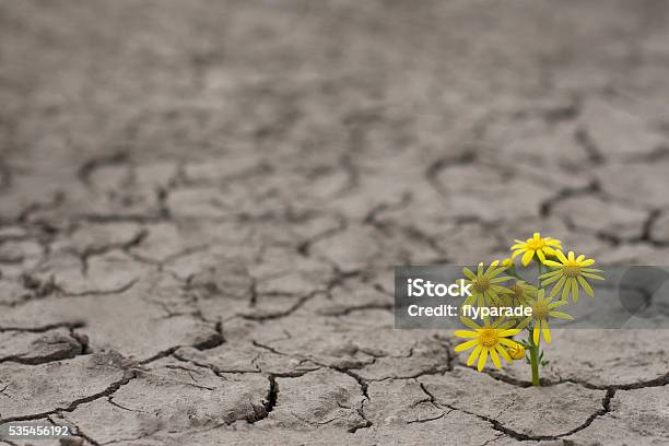 Life In Extreme Conditions Stock Photo - Download Image Now - Flower, Desert Area, Growth