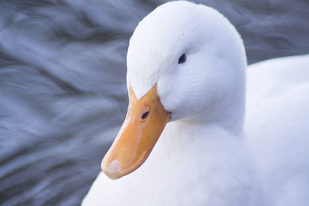 istock White duck swimming on lake 535456237