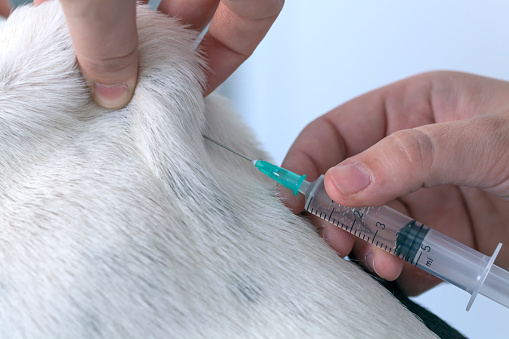 Photograph of a dog vaccine