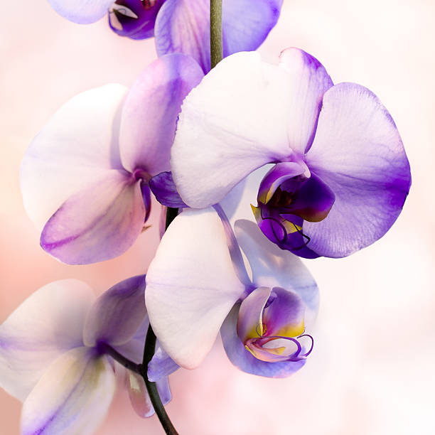 istock Lilac Orchid Beauty 535456738