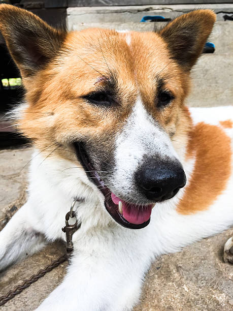 istock Bangkeaw Thai dog 535457157