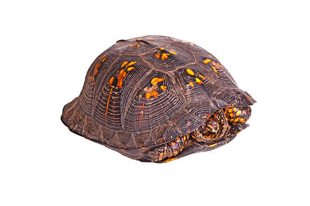 istock Male eastern box turtle (Terrapene carolina carolina) isolated o 535457275