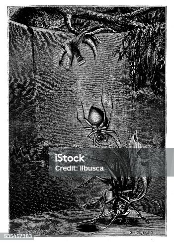 istock Antique illustration of humanised cricket and insects 535457383