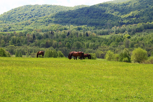 Wild horses in Bieszczady mountains, Poland
