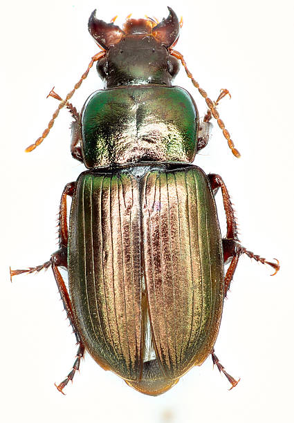 istock Green Ground Beetle Harpalus on white Background 535458518