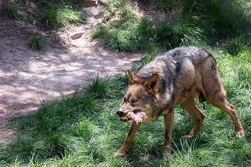 Adult male iberian wolf  (Canis lupus signatus)