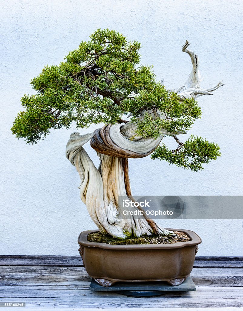 Bonsaï dans un pot de céramique - Photo de Bonsaï libre de droits