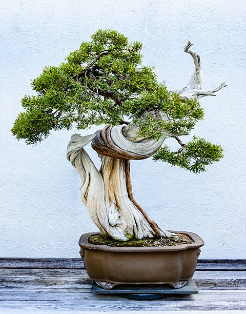 bonsaï dans un pot de céramique - bonsaï photos et images de collection