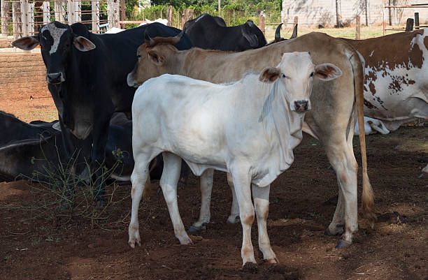 istock Cattle on farmland, brazil 535462866