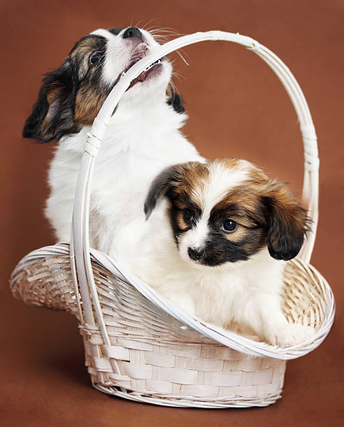 istock two puppies in a basket 535463305