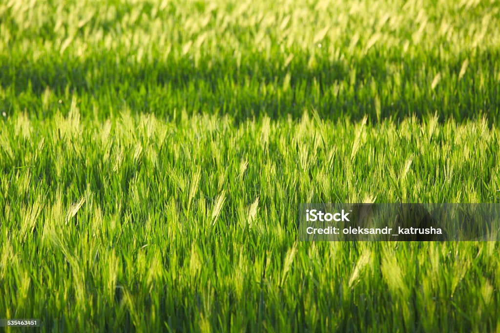 Green rye field in summer on a sunny day 2015 Stock Photo