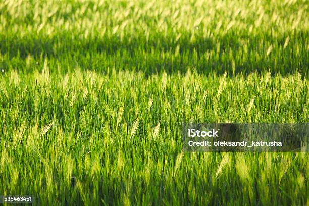 Green Rye Field In Summer On A Sunny Day Stock Photo - Download Image Now - 2015, Agricultural Field, Agriculture