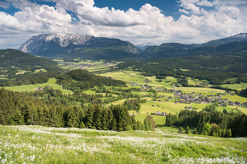 Narzissenwiese, Bad Mitterndorf, Grimming, Austria, Alps