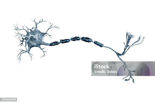 Neurons Stockfoto und mehr Bilder von Nervenzelle - Nervenzelle, Dendrit, Sinneswahrnehmung