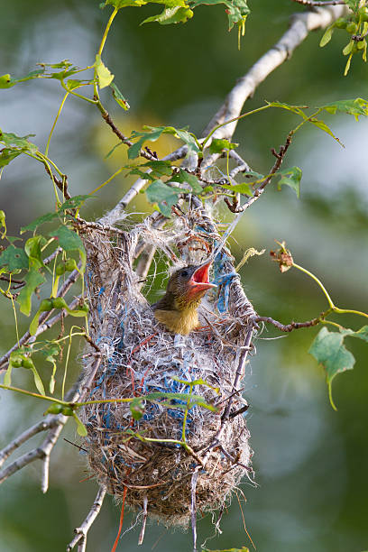 baltimore orioles nestling - oriole fotografías e imágenes de stock