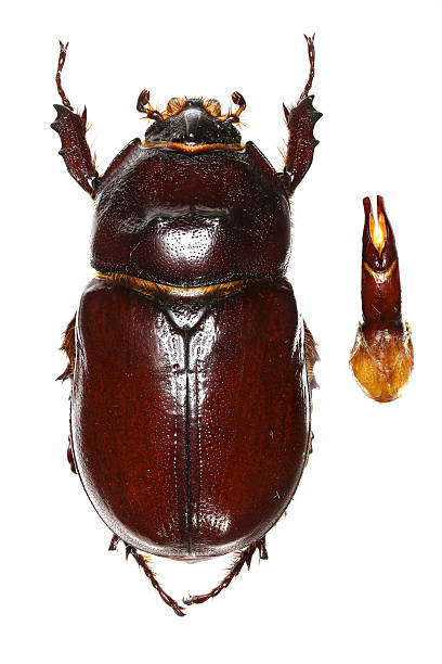 istock European rhinoceros beetle on white Background 535464792