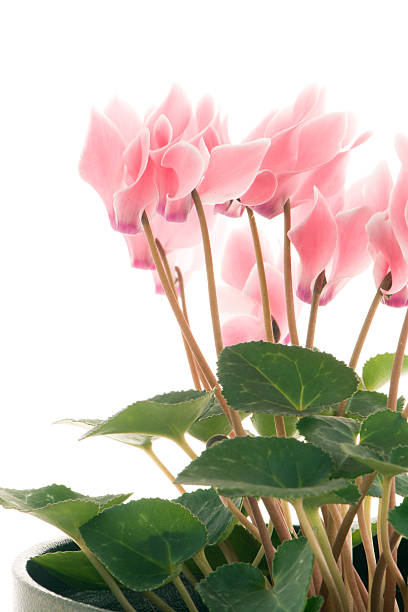 istock Beautiful pink Cyclamen flower 535465466